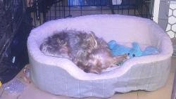 Lost Male Dog last seen 169th and 170th, The Bronx, NY 10456