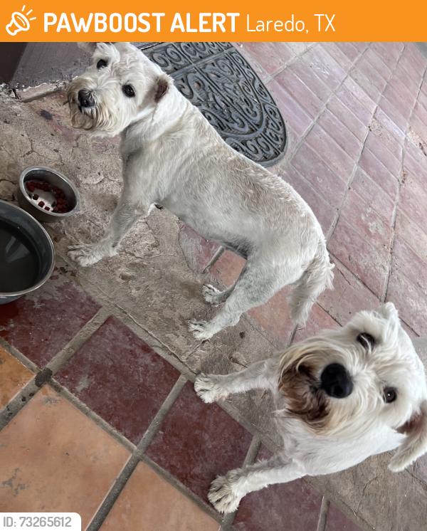 Found/Stray Unknown Dog last seen Near casa verde rd, Laredo, TX 78041
