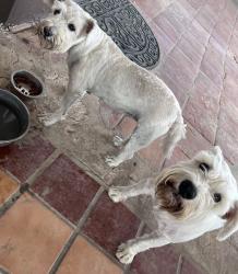 Found/Stray Unknown Dog last seen Near casa verde rd, Laredo, TX 78041