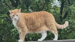 Lost Male Cat last seen Lyons High School, Lyons, CO 80540