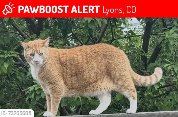 Lost Male Cat last seen Lyons High School, Lyons, CO 80540