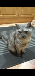 Lost Male Cat last seen Offord Darcy, Graveley, England 