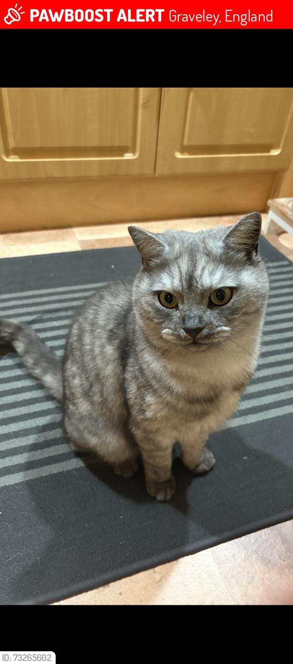 Lost Male Cat last seen Offord Darcy, Graveley, England 