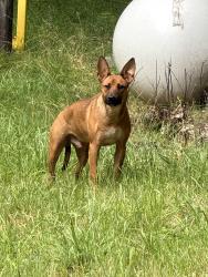 Found/Stray Male Dog last seen Davis mountain campus entrance by propane tank, Naples, NY 14512