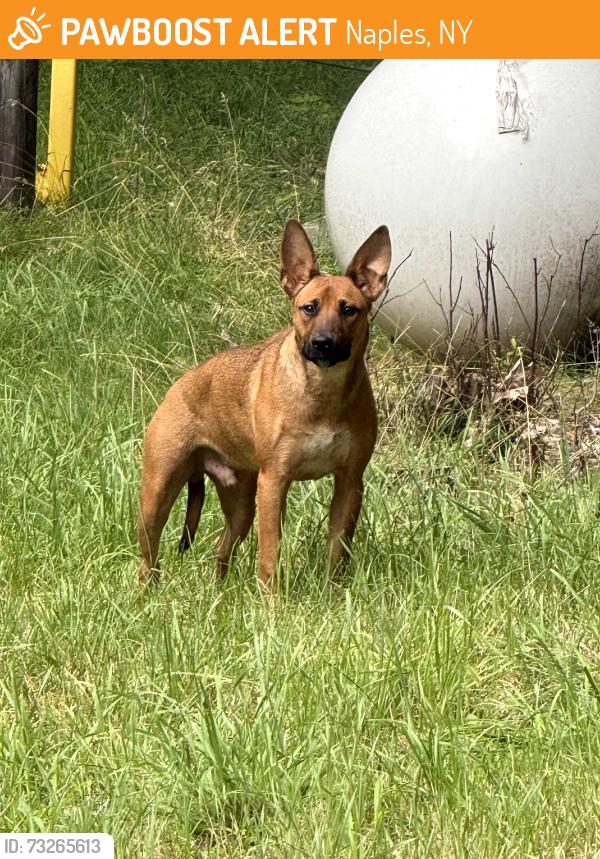 Found/Stray Male Dog last seen Davis mountain campus entrance by propane tank, Naples, NY 14512