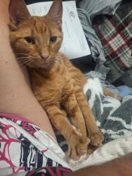 Reunited Male Cat last seen Near Sunnybrook drive hope mills, Hope Mills, NC 28348