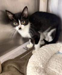 Shelter Stray Female Cat last seen Odhams flower shop, New Bern City Limits, NC, 1639 Old Airport Rd, New Bern, NC 28562, USA