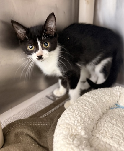 Shelter Stray Female Cat last seen Odhams flower shop, New Bern City Limits, NC, 1639 Old Airport Rd, New Bern, NC 28562, USA