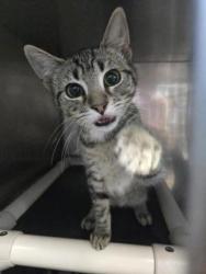 Shelter Stray Female Cat last seen Greenfield Heights Blvd, Havelock, NC, 1639 Old Airport Rd, New Bern, NC 28562, USA