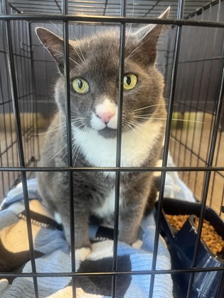 Shelter Stray Male Cat last seen Near Jefferson DR, Atlanta, GA, 1251 Fulton Industrial Blvd NW, Atlanta, GA 30336, USA