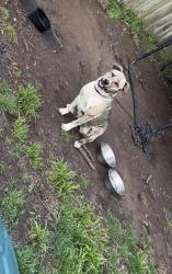 Reunited Female Dog last seen Rick’s automotive, Cleburne, TX 76031