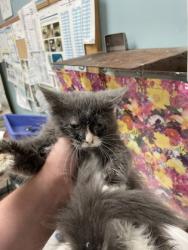 Shelter Stray Male Cat last seen Whiteford area, Lucas County, MI, 827 Illinois Ave, Maumee, OH 43537, USA