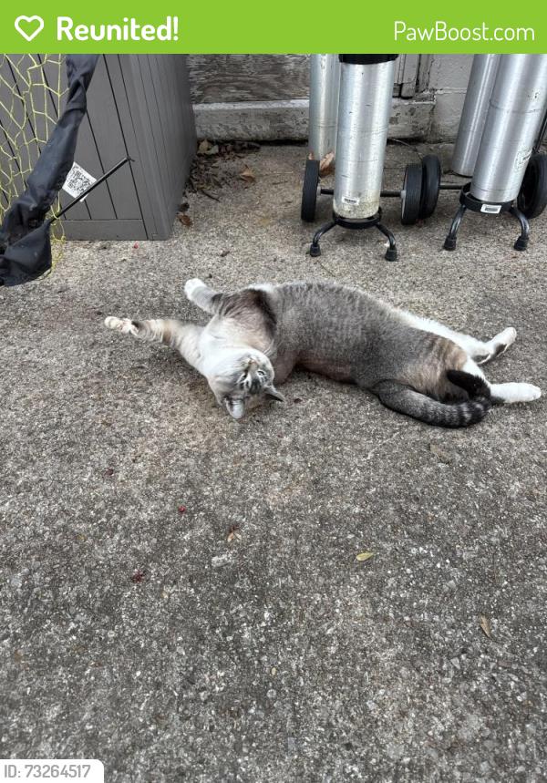 Reunited Female Cat last seen Greenway, Nashville, TN 37209