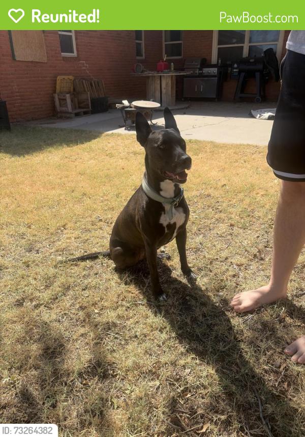 Reunited Female Dog last seen Grandview and 16th st, Odessa, TX 79761