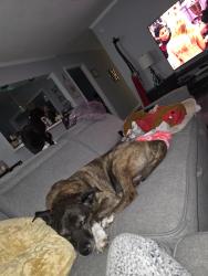 Lost Male Dog last seen Jessamine and mineral springs, Lexington, SC 29073