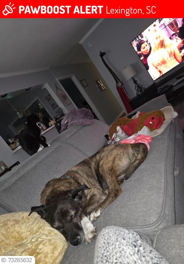 Lost Male Dog last seen Jessamine and mineral springs, Lexington, SC 29073