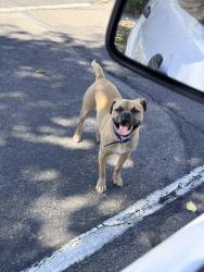 Found/Stray Male Dog last seen Washington and pecos, Las Vegas, NV 89101