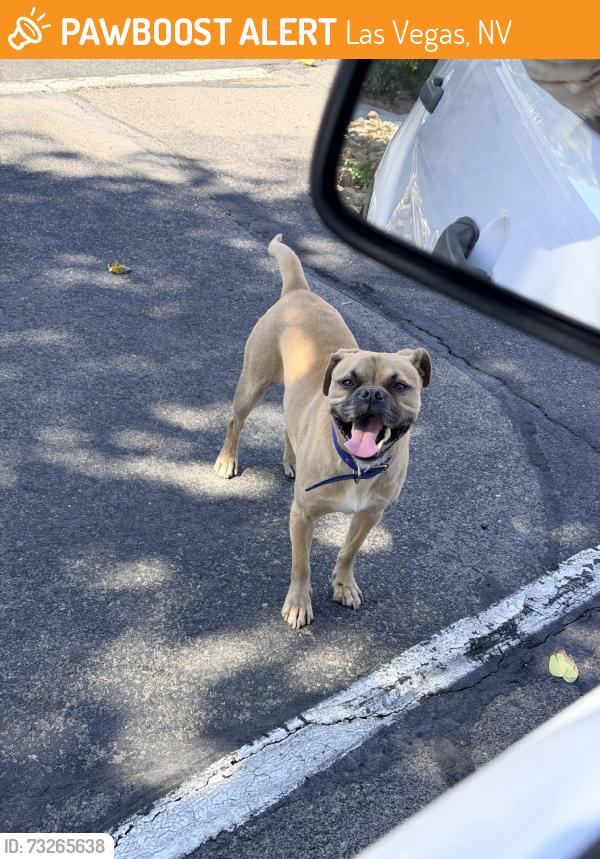 Found/Stray Male Dog last seen Washington and pecos, Las Vegas, NV 89101