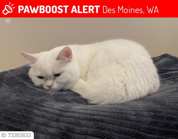 Lost Female Cat last seen Woodmont Dr, Des Moines, WA 98198