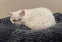 Lost Female Cat last seen Woodmont Dr, Des Moines, WA 98198