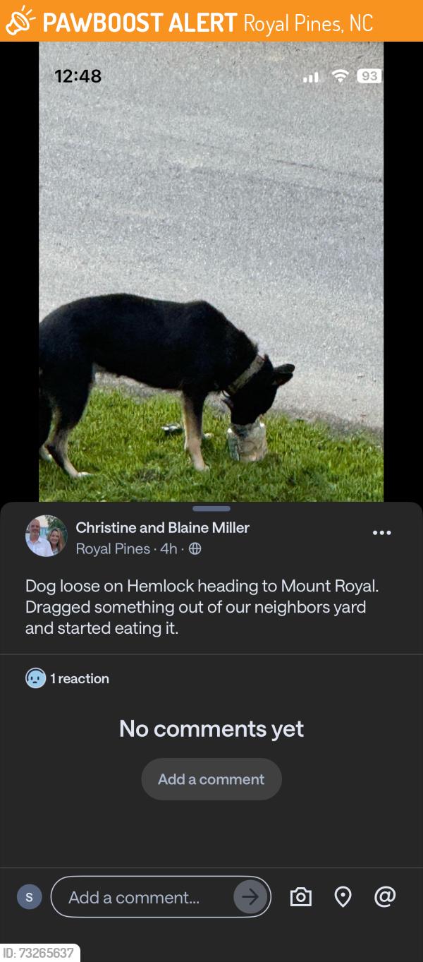 Found/Stray Unknown Dog last seen Hemlock & Mt. Royal, Royal Pines, NC 28704