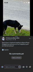 Found/Stray Unknown Dog last seen Hemlock & Mt. Royal, Royal Pines, NC 28704