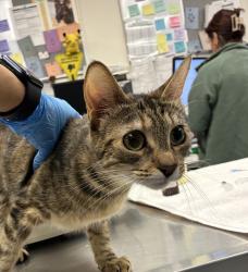 Shelter Stray Female Cat last seen NE Halsey & 244th ave, TROUTDALE, OR, 97060, 1700 W Historic Columbia River Hwy, Troutdale, OR 97060, USA