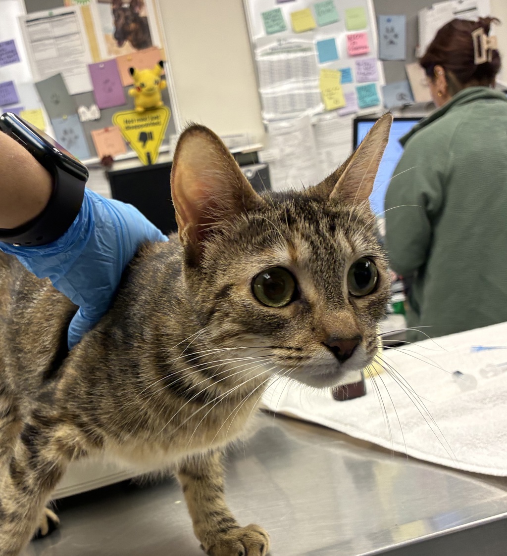 Shelter Stray Female Cat last seen NE Halsey & 244th ave, TROUTDALE, OR, 97060, 1700 W Historic Columbia River Hwy, Troutdale, OR 97060, USA