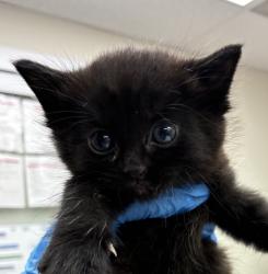 Shelter Stray Male Cat last seen NE Halsey & 244th ave, TROUTDALE, OR, 97060, 1700 W Historic Columbia River Hwy, Troutdale, OR 97060, USA