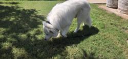 Reunited Male Dog last seen Ridgeview Ranch & Independence, Plano, TX 75025
