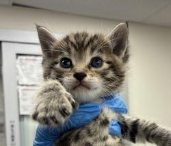 Shelter Stray Male Cat last seen NE Halsey & 244th ave, TROUTDALE, OR, 97060, 1700 W Historic Columbia River Hwy, Troutdale, OR 97060, USA