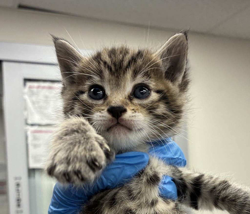 Shelter Stray Male Cat last seen NE Halsey & 244th ave, TROUTDALE, OR, 97060, 1700 W Historic Columbia River Hwy, Troutdale, OR 97060, USA