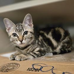 Shelter Stray Female Cat last seen Near Notre Dame Court, LIVERMORE, CA, 94550, 8323 Baldwin St, Oakland, CA 94621, USA