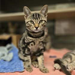 Shelter Stray Male Cat last seen Near Notre Dame Court, LIVERMORE, CA, 94550, 8323 Baldwin St, Oakland, CA 94621, USA