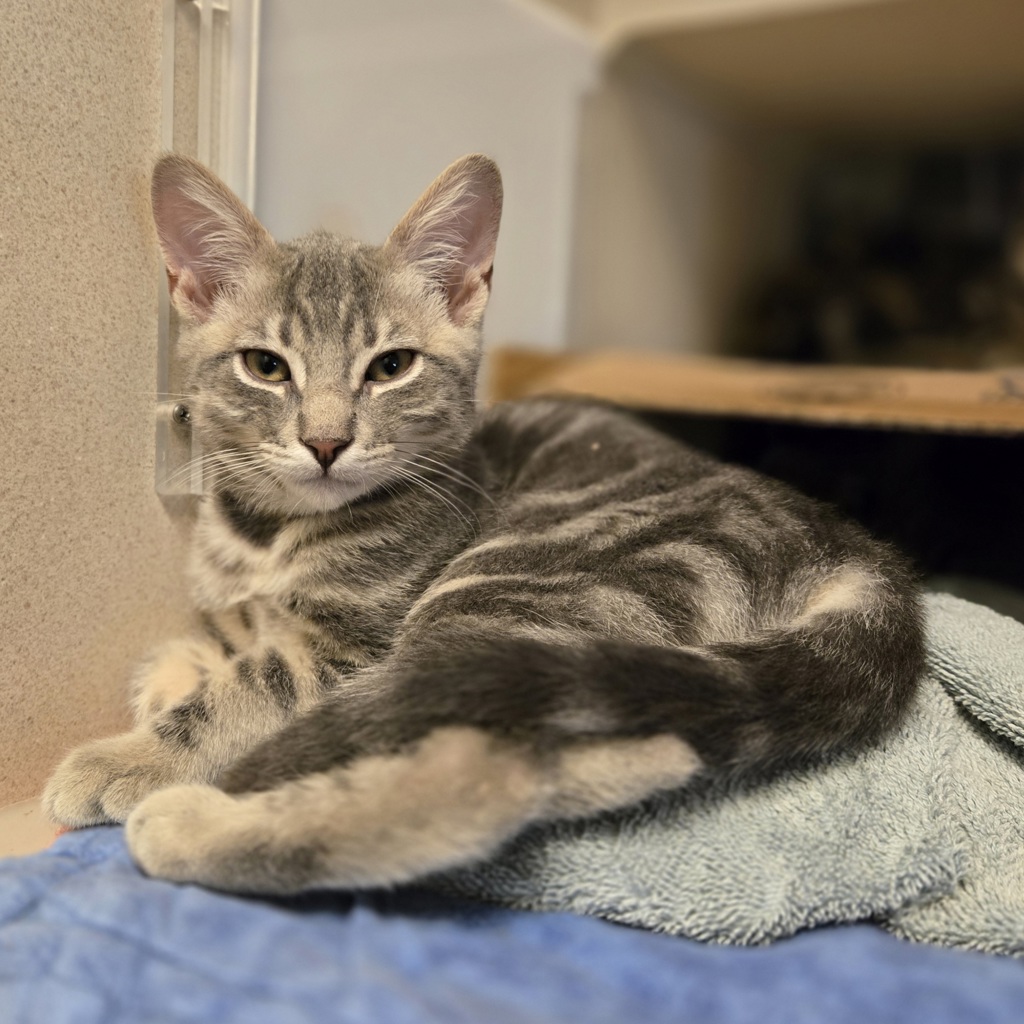 Shelter Stray Male Cat last seen Near Notre Dame Court, LIVERMORE, CA, 94550, 8323 Baldwin St, Oakland, CA 94621, USA