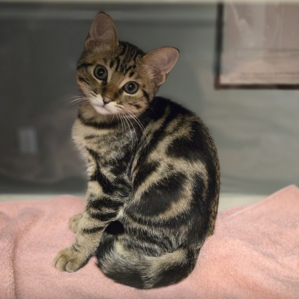 Shelter Stray Female Cat last seen Near Notre Dame Court, LIVERMORE, CA, 94550, 8323 Baldwin St, Oakland, CA 94621, USA