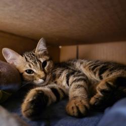 Shelter Stray Female Cat last seen Near Notre Dame Court, LIVERMORE, CA, 94550, 8323 Baldwin St, Oakland, CA 94621, USA