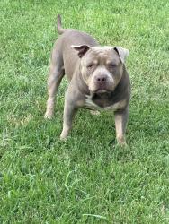 Reunited Male Dog last seen Brentwood, Fort Worth, TX 76112