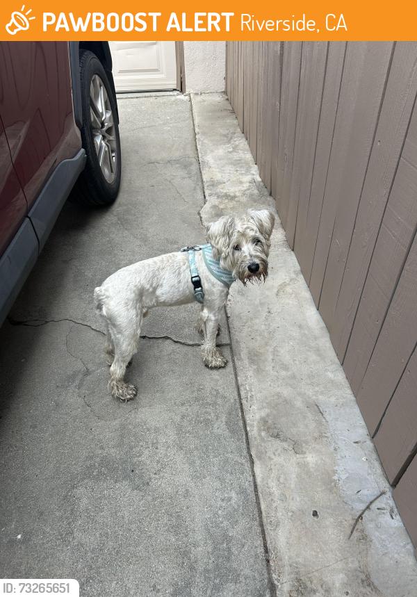 Found/Stray Male Dog last seen Down Madison between the school and magnolia, Riverside, CA 92504