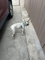 Found/Stray Male Dog last seen Down Madison between the school and magnolia, Riverside, CA 92504