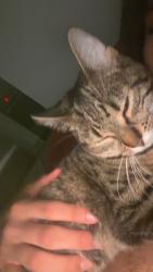 Reunited Female Cat last seen Parc pere marquette, Montréal, QC H2G 3B6