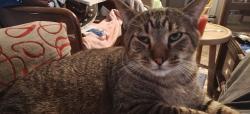 Lost Male Cat last seen Woods park neighbor ood, Lincoln, NE 68508