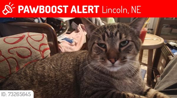 Lost Male Cat last seen Woods park neighbor ood, Lincoln, NE 68508