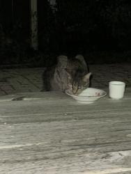 Found/Stray Unknown Cat last seen Maple Avenue and Lee Ave, Downers Grove, IL 60516