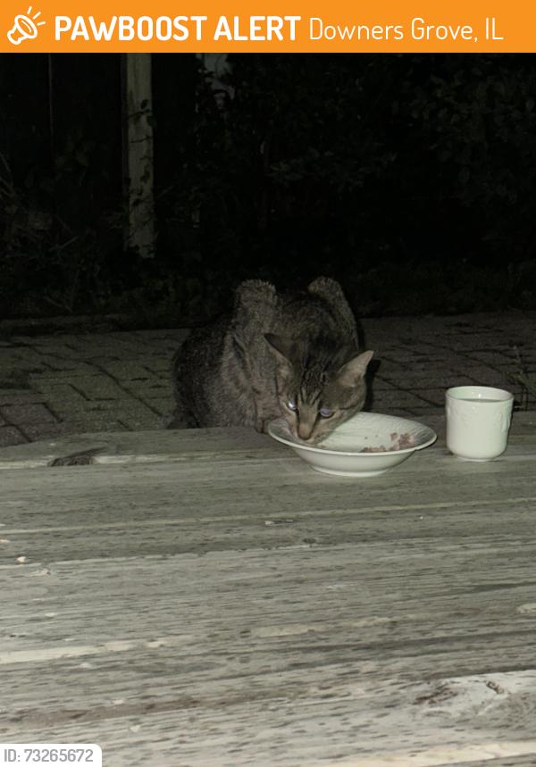 Found/Stray Unknown Cat last seen Maple Avenue and Lee Ave, Downers Grove, IL 60516