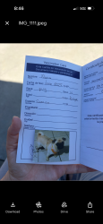 Lost Female Dog last seen Dronfield, Los Angeles, CA 91331
