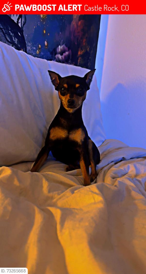 Lost Male Dog last seen Near ash Avenue, Castle Rock, CO 80104