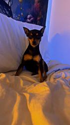Lost Male Dog last seen Near ash Avenue, Castle Rock, CO 80104