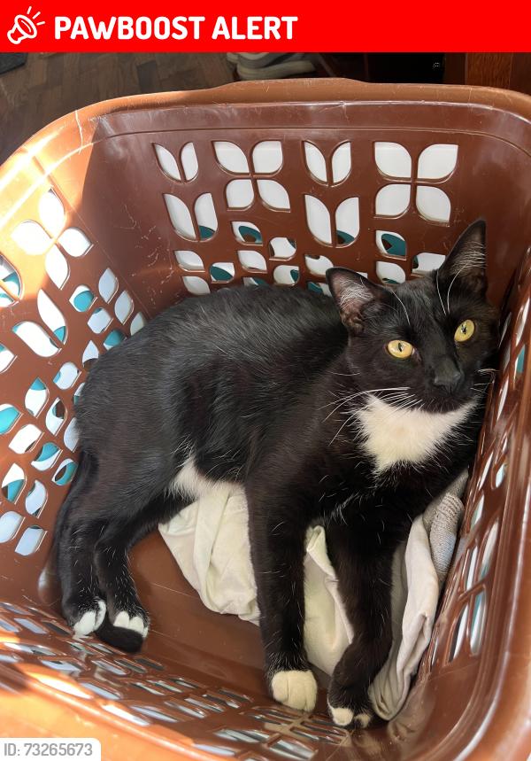 Lost Male Cat last seen 15th st and College st NE Olympia, Thurston County, WA 98516
