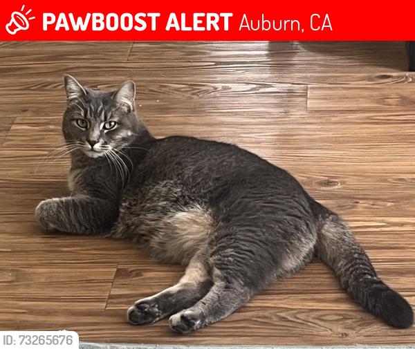 Lost Female Cat last seen Virginia St and Terrace St in Robie Pt, Auburn, CA 95603